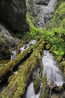 Dolne Diery ravine, Mala Fatra National Park, Slovakia, Europe Dolne Diery ravine, Mala Fatra National Park, Slovakia, Europe