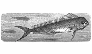 Dolphinfish (Coryphaena hippurus) Dolphinfish (Coryphaena hippurus)