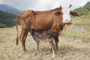 Domestic cattle -Bos primigenius taurus-, cow suckling her calf, near Punakha, the Himalayas, Kingdom of Bhutan Domestic cattle -Bos primigenius taurus-, cow suckling her calf, near Punakha, the Himalayas, Kingdom of Bhutan