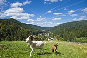 Domestic goats -Capra aegagrus hircus-, Oberes Gaistal valley, Schwarzwald, Bad Herrenalb Domestic goats -Capra aegagrus hircus-, Oberes Gaistal valley, Schwarzwald, Bad Herrenalb