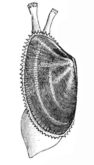 Donax trunculus (abrupt wedge shell, wedge clam) Donax trunculus (abrupt wedge shell, wedge clam)