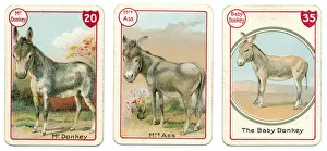 Three donkey playing cards Victorian animal families game Three donkey playing cards Victorian animal families game