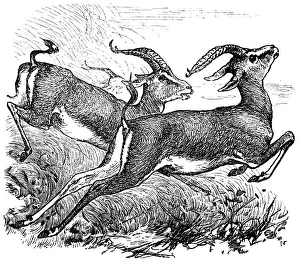 Dorcas Gazelle or Gazella dorcas or Ariel Gazelle Dorcas Gazelle or Gazella dorcas or Ariel Gazelle