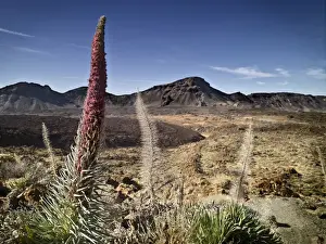 El Teide National Park Prints: Dormant volcano