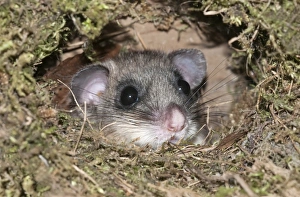 Dormouse -Glis glis-, looking out from like the nest of a dipper, Untergroeningen, Baden-Wuerttemberg, Germany, Europe Dormouse -Glis glis-, looking out from like the nest of a dipper, Untergroeningen, Baden-Wuerttemberg, Germany, Europe