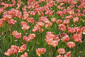 Double bowl-shaped pink and red Tulips -Tulipa-, Ottawa Tulip Festival, Ottawa, Ontario Double bowl-shaped pink and red Tulips -Tulipa-, Ottawa Tulip Festival, Ottawa, Ontario