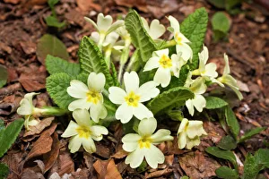 Double English Primrose, Common Primrose, English Primrose (Primula vulgaris) Double English Primrose, Common Primrose, English Primrose (Primula vulgaris)