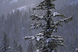 Douglas fir (Pseudotsuga menziesii) against snowy forest, Bear River Range Douglas fir (Pseudotsuga menziesii) against snowy forest, Bear River Range