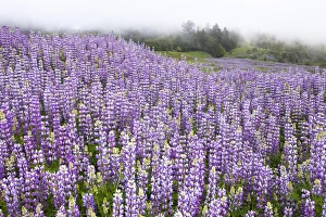 Douglas lupine (Lupinus nanus), California, USA Douglas lupine (Lupinus nanus), California, USA