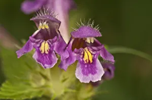 Downy hemp-nettle -Galeopsis pubescens-, Untergroeningen, Baden-Wuerttemberg, Germany Downy hemp-nettle -Galeopsis pubescens-, Untergroeningen, Baden-Wuerttemberg, Germany