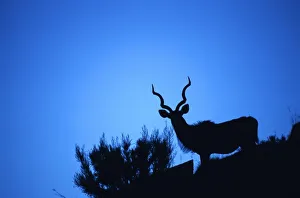 Dramatic Silhouette of a Greater Kudu (Tragelaphus strepsiceros) against a Blue Sky Dramatic Silhouette of a Greater Kudu (Tragelaphus strepsiceros) against a Blue Sky
