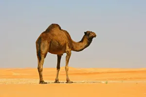 A Dromedary Arabian Camel (Camelus dromedarius) Standing in the Desert A Dromedary Arabian Camel (Camelus dromedarius) Standing in the Desert