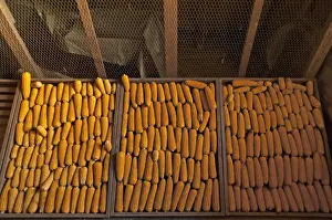 Bavarian Corn Prints: Drying corn cobs -Zea mays subsp. mays-, Bavaria, Germany
