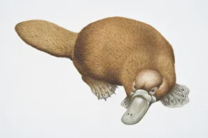 Duck-billed Platypus, Ornithorhynchus anatinus, front view Duck-billed Platypus, Ornithorhynchus anatinus, front view
