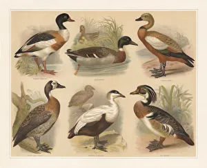 Ducks, lithograph, published in 1897 Ducks, lithograph, published in 1897