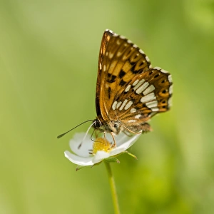 Duke of Burgundy Fritillary -Hamearis lucina-, feeding on nectar, Thuringia, Germany Duke of Burgundy Fritillary -Hamearis lucina-, feeding on nectar, Thuringia, Germany
