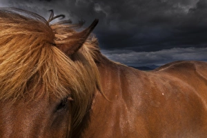 A dun coloured Icelandic horse with a thick brown mane A dun coloured Icelandic horse with a thick brown mane