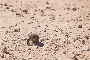 Dung beetles are beetles that feed partly or exclusively on dung. A dung beetle can bury dung 250 times heavier than Dung beetles are beetles that feed partly or exclusively on dung. A dung beetle can bury dung 250 times heavier than