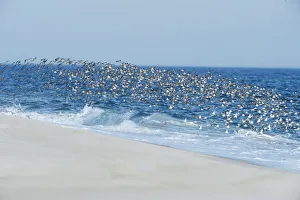 Dunlin flock flies in unison at oceans edge Dunlin flock flies in unison at oceans edge
