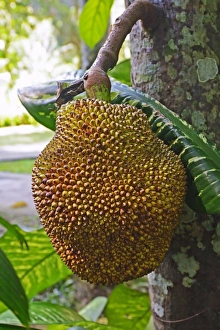 Durian fruit, Durian tree -Durio zibethinus-, Bali, Indonesia Durian fruit, Durian tree -Durio zibethinus-, Bali, Indonesia