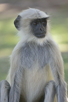 Dussumiers Malabar Langur or Southern Plains Gray Langur -Semnopithecus dussumieri Dussumiers Malabar Langur or Southern Plains Gray Langur -Semnopithecus dussumieri