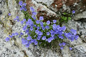Dwarf campanula or bellflower -Campanula cochleariifolia-, Buergenstock, Switzerland, Europe Dwarf campanula or bellflower -Campanula cochleariifolia-, Buergenstock, Switzerland, Europe