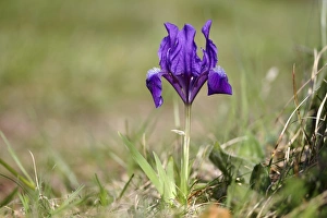 Dwarf iris -Iris pumila-, variety with blue blossoms, Lake Neusiedl, Burgenland, Austria Dwarf iris -Iris pumila-, variety with blue blossoms, Lake Neusiedl, Burgenland, Austria