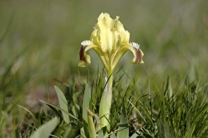 Dwarf iris -Iris pumila-, variety with yellow blossoms, Lake Neusiedl, Burgenland Dwarf iris -Iris pumila-, variety with yellow blossoms, Lake Neusiedl, Burgenland