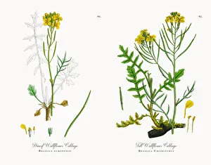 Dwarf Wallflower Cabbage, Brassica eumonensis, Victorian Botanical Illustration, 1863 Dwarf Wallflower Cabbage, Brassica eumonensis, Victorian Botanical Illustration, 1863