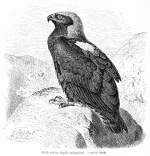 Eagle engraving 1892 Eagle engraving 1892