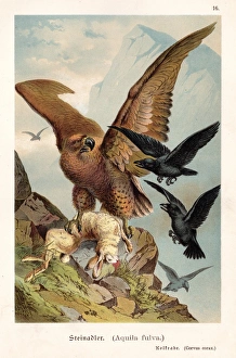 Eagle with hare illustration 1888 Eagle with hare illustration 1888