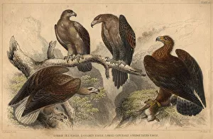 Eagles Eagles