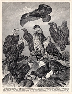 Eagles engraving 1895 Eagles engraving 1895
