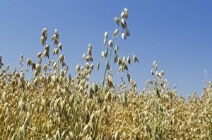 Ear of grain in a field of Oats -Avena-, Hallertau area, Mainburg, Bavaria, Germany Ear of grain in a field of Oats -Avena-, Hallertau area, Mainburg, Bavaria, Germany