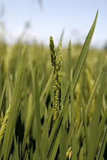 Ear of Rice -Oryza sativa-, rice paddy, rice cultivation near Pals, Basses d'en Coll Ear of Rice -Oryza sativa-, rice paddy, rice cultivation near Pals, Basses d'en Coll
