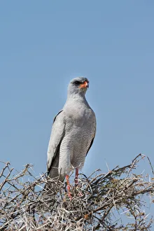 Collections/imagebroker collection moritz wolf travel photography/eastern chanting goshawk melierax poliopterus Collections/imagebroker collection moritz wolf travel photography/eastern chanting goshawk melierax poliopterus