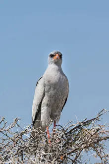 Eastern Chanting Goshawk -Melierax poliopterus- sitting in dry acacia, Etosha National Park, Namibia Eastern Chanting Goshawk -Melierax poliopterus- sitting in dry acacia, Etosha National Park, Namibia