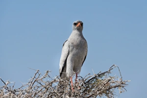 Collections/imagebroker collection moritz wolf travel photography/eastern chanting goshawk melierax poliopterus Collections/imagebroker collection moritz wolf travel photography/eastern chanting goshawk melierax poliopterus