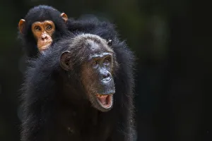 Eastern chimpanzee female Gremlin aged 42 years carrying her infant son Gizmo aged 3 years and 9 months on her back Eastern chimpanzee female Gremlin aged 42 years carrying her infant son Gizmo aged 3 years and 9 months on her back