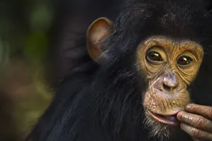 Eastern chimpanzee juvenile male Gizmo aged 3 years and 9 months portrait Eastern chimpanzee juvenile male Gizmo aged 3 years and 9 months portrait