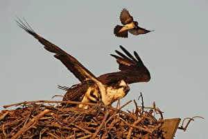 Eastern kingbird attacking osprey at nest Eastern kingbird attacking osprey at nest