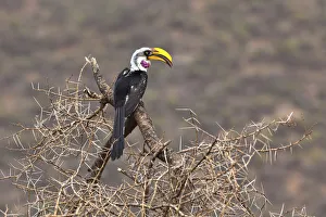 Eastern Yellow-billed Hornbill -Tockus flavirostris-, Samburu National Reserve, Kenya, East Africa, PublicGround Eastern Yellow-billed Hornbill -Tockus flavirostris-, Samburu National Reserve, Kenya, East Africa, PublicGround