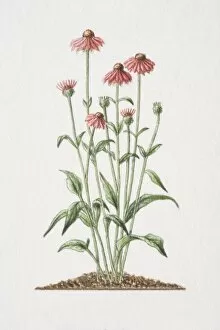 Images Dated 15th June 2006: Echinacea angustifolia, flowering medicinal plant