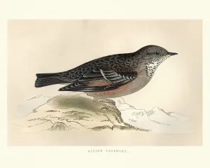 Antique Engravings For Sale Prints: Natural History, Birds, alpine accentor (Prunella collaris)