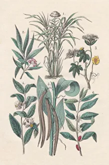 Economic plants, hand-colored lithograph, 1880 Economic plants, hand-colored lithograph, 1880