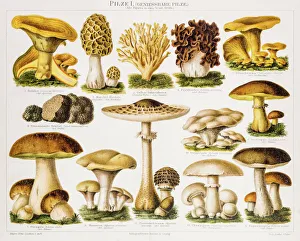 Edible Mushrooms Antique Chromolithograph 1896 Edible Mushrooms Antique Chromolithograph 1896