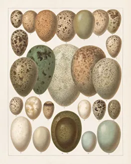 Digital vision vectors/bird lithographs/eggs european birds lithograph published 1897 Digital vision vectors/bird lithographs/eggs european birds lithograph published 1897