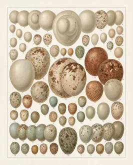 Eggs of European birds, lithograph, published in 1897 Eggs of European birds, lithograph, published in 1897