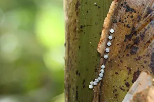 Eggs of the owl -Caligo memnon- on a banana plant, found in South America Eggs of the owl -Caligo memnon- on a banana plant, found in South America