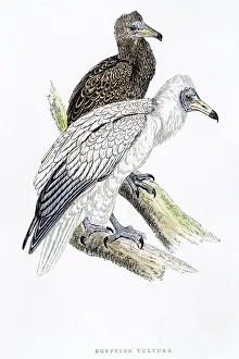Egyptian vulture bird 19 century illustration Egyptian vulture bird 19 century illustration